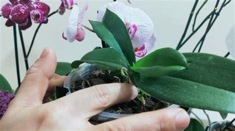 orkide nasıl çok çiçek açar